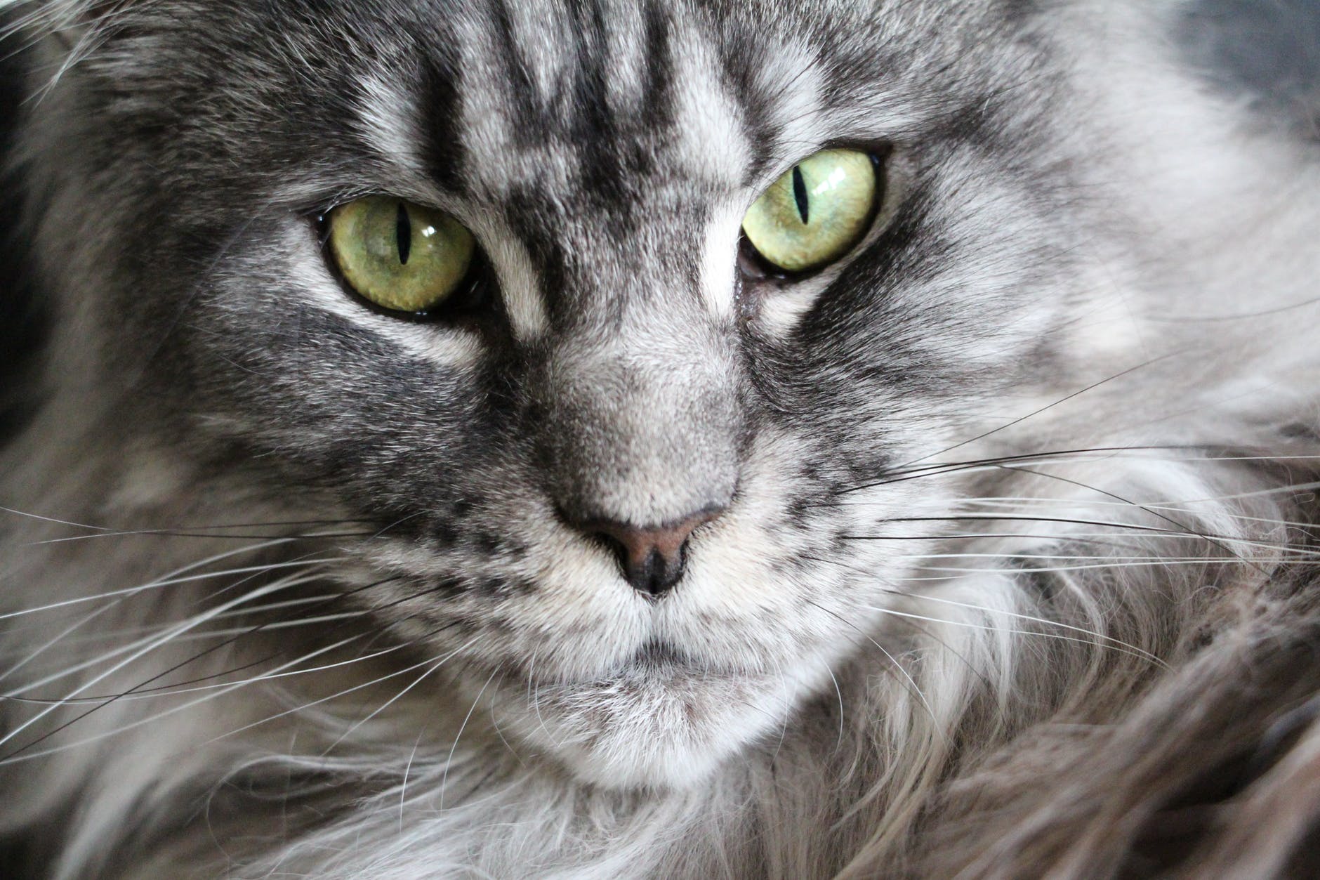 Norsk skogkatt